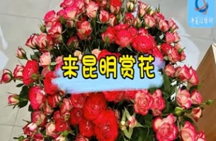 來(lái)昆明賞花